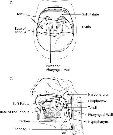 us soft tissue test|extraoral head and neck examination.